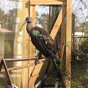 Hadada ibis/ Hagedashia hagedash