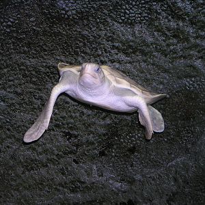 Flatback turtle/ Natator depressa