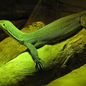 Merten`s water monitor/ Varanus mertensi