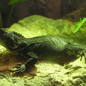 Eastern water dragon/ Physignathus lesueurii howittii