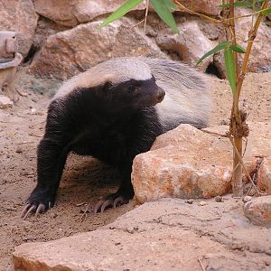 Ratel/ Mellivora capensis