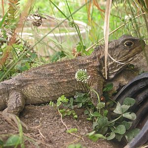 Tuatara/ Sphenodon punctatus