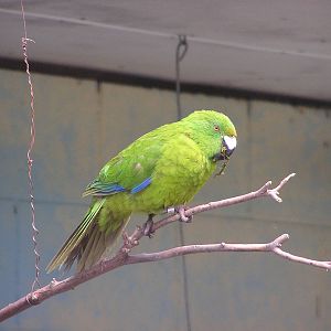 Antipodes green parakeet/ Cyanoramphus unicolor