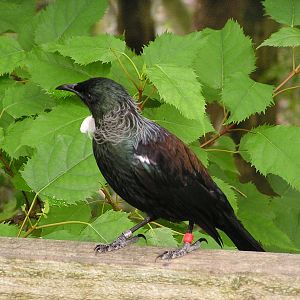 Tui/ Prosthemadera novaeseelandiae
