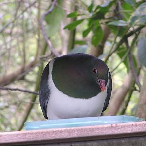 New Zealand pigeon/ Hemiphaga novaeseelandiae