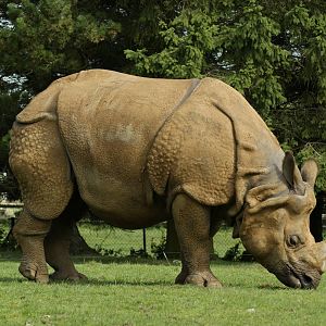 A slightly larger version :)