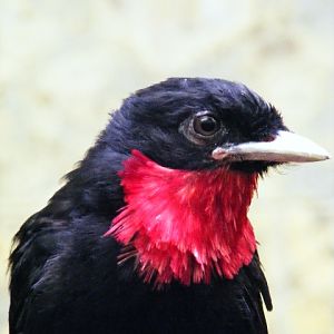 Fruitcrow