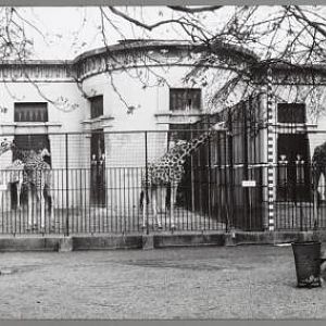 Old giraffe house in Antwerp zoo