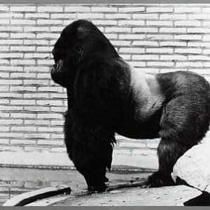 Silverback