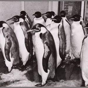 Emperor penguins