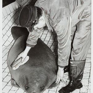 African manatee or Lamantin