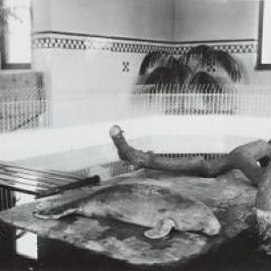 African Manatee or Lamantin