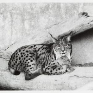 Iberian lynx