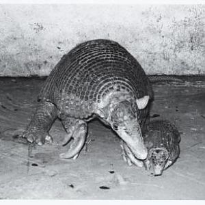 Giant Armadillo
