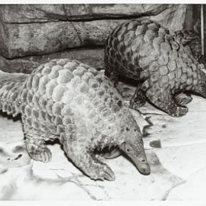 Large african pangolin