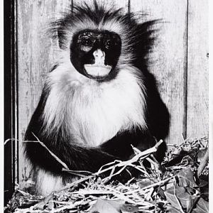 Red colobus