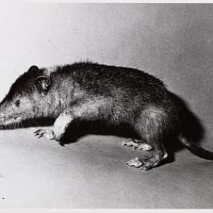 Solenodon