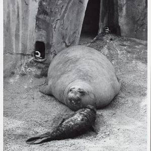 Southern elephant seal
