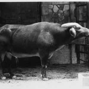 Tamarau (Bubalis mindorensis)