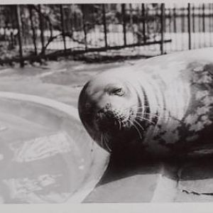 Wedell-Seal (is this the right name  ?)