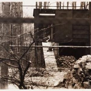 Philippine eagle aviary