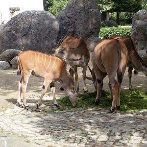 eland 030910