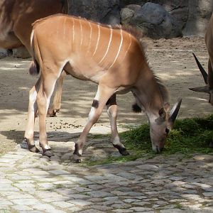 eland 030910