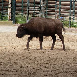 north american bison calf 030910