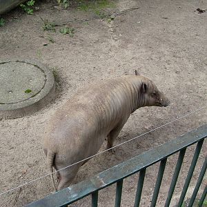 babirussa 030910