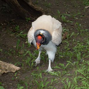 king vulture 030910