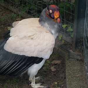 king vulture 030910
