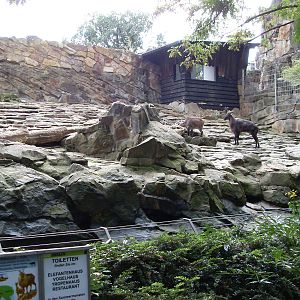 himalayan tahr enclosure 030910