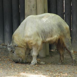 Golden takin / Budorcas taxicolor bedfordi