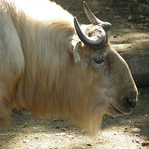 Golden takin / Budorcas taxicolor bedfordi