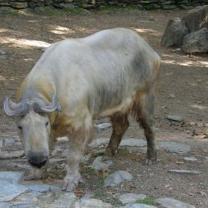 Golden takin / Budorcas taxicolor bedfordi