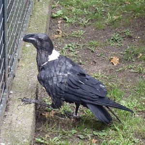 white-necked raven 030910