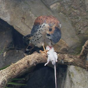 american kestrel 030910