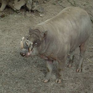 babirussa 030910