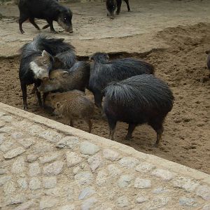 white-lipped peccaries 030910
