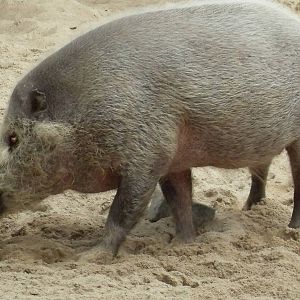 bornean bearded pig 030910