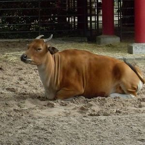 banteng 030910