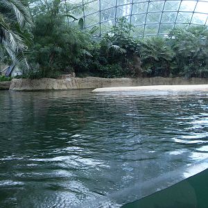 hippopotamus indoor viewing 030910
