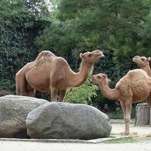 dromedaries 030910