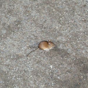 striped field mouse? (wild) 030910