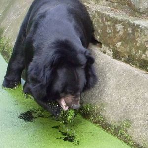 asiatic black bear 030910