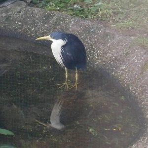 pied heron 030910