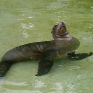 california sealion 030910