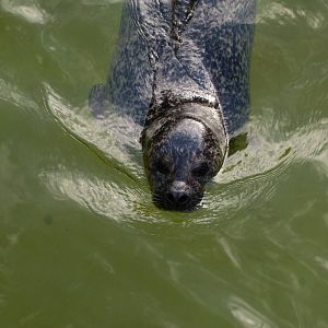 harbour seal 030910