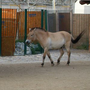 przewalskis horse 030910