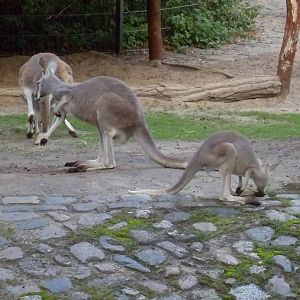 red kangaroos 030910